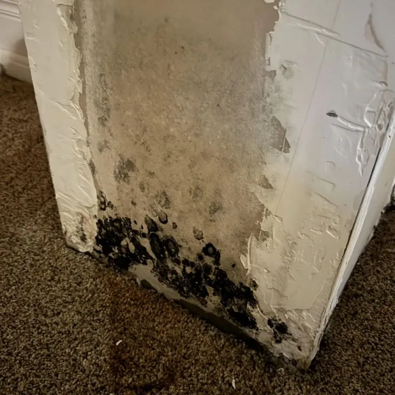 Professional Mold Removal in East Flat Rock, NC